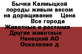 Бычки Калмыцкой породы живым весом на доращивание. › Цена ­ 135 - Все города Животные и растения » Другие животные   . Ненецкий АО,Осколково д.
